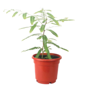 Aonla (Banarsi) Plant