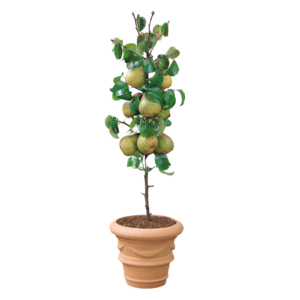 Pear Plant (Babubosa)