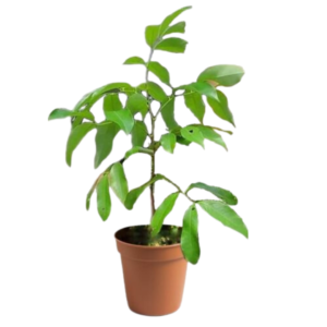 Litchi Plant