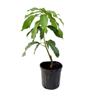 Mango (Amrapali) Plant