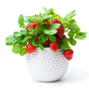 Strawberry Plant