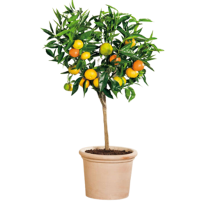 Orange (Nagpuri) Plant