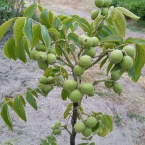 Walnut Plant