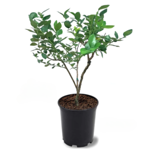 Blueberry Plant (Emerald)