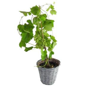 Grapes Plant