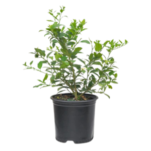 Lemon (Key Lime) Plant