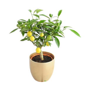 Lemon (Kumquat) Plant