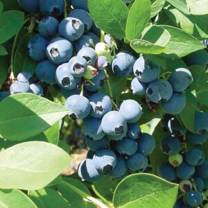 Blueberry plant