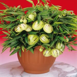 Pepino Plant ( Combo of 5)