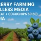 Blueberry Farming in Soilless Media (Cocopeat + Cocochips 50:50) in India