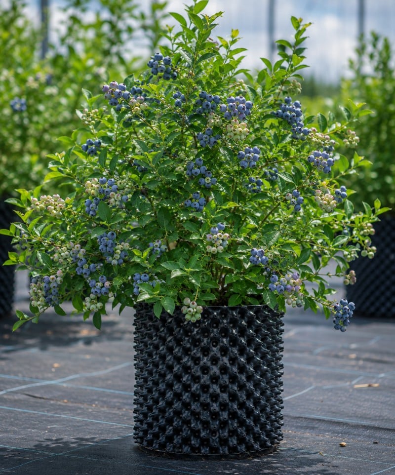 Blueberry fruit plant